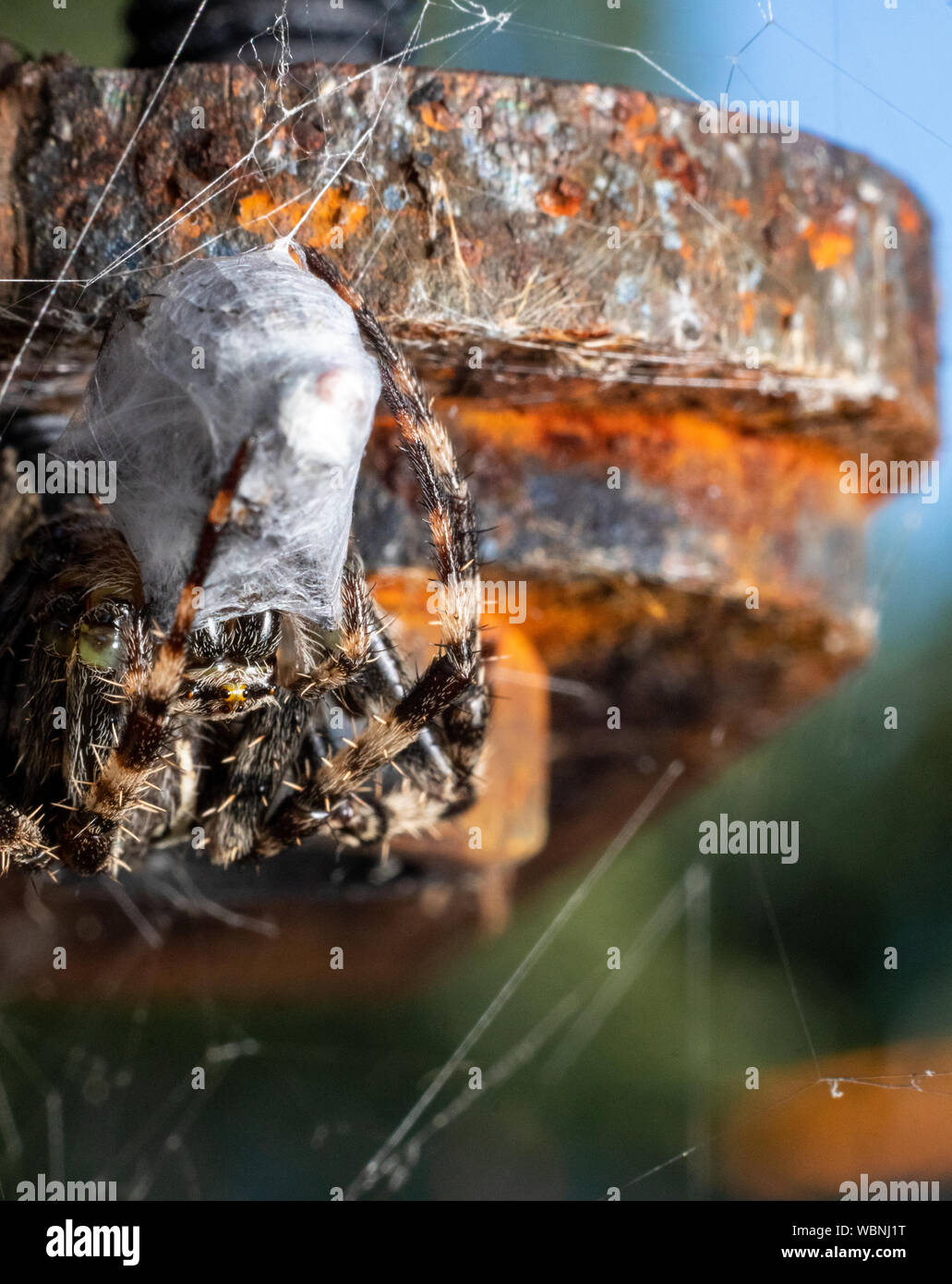 Ein Kreuz Orb Weber oder Europäischen Gartenkreuzspinne (Araneus diadematus) auf einem rostigen black Barrel in Leeds, Yorkshire, Großbritannien Stockfoto