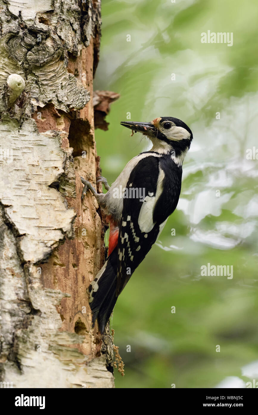 Buntspecht (Dendrocopos major) an seinem Nest Loch gehockt, Schnabel voller Beute, insekten, tiere, Europa. Stockfoto