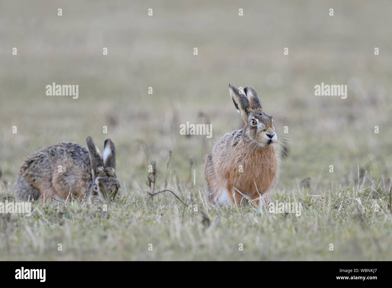 Braun Hasen/Europäischen Feldhasen (Lepus europaeus), zwei Sitzen auf Grünland, eine Fütterung ist, andere beobachten, lustige Blicke, Wildlife, Europa. Stockfoto