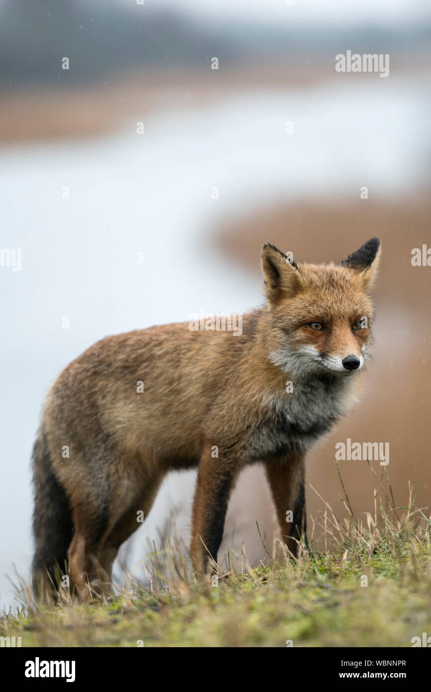 Red Fox (Vulpes vulpes) Erwachsenen, die auf einem Hügel über einem Fluss, warten, aufmerksam beobachten, vorsichtig, Wildlife, Europa. Stockfoto