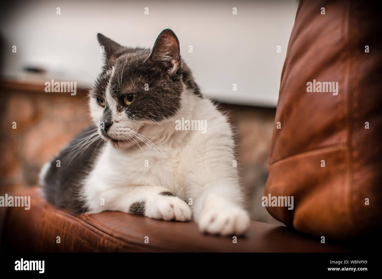 Inländische Kurzhaarkatze Stockfoto