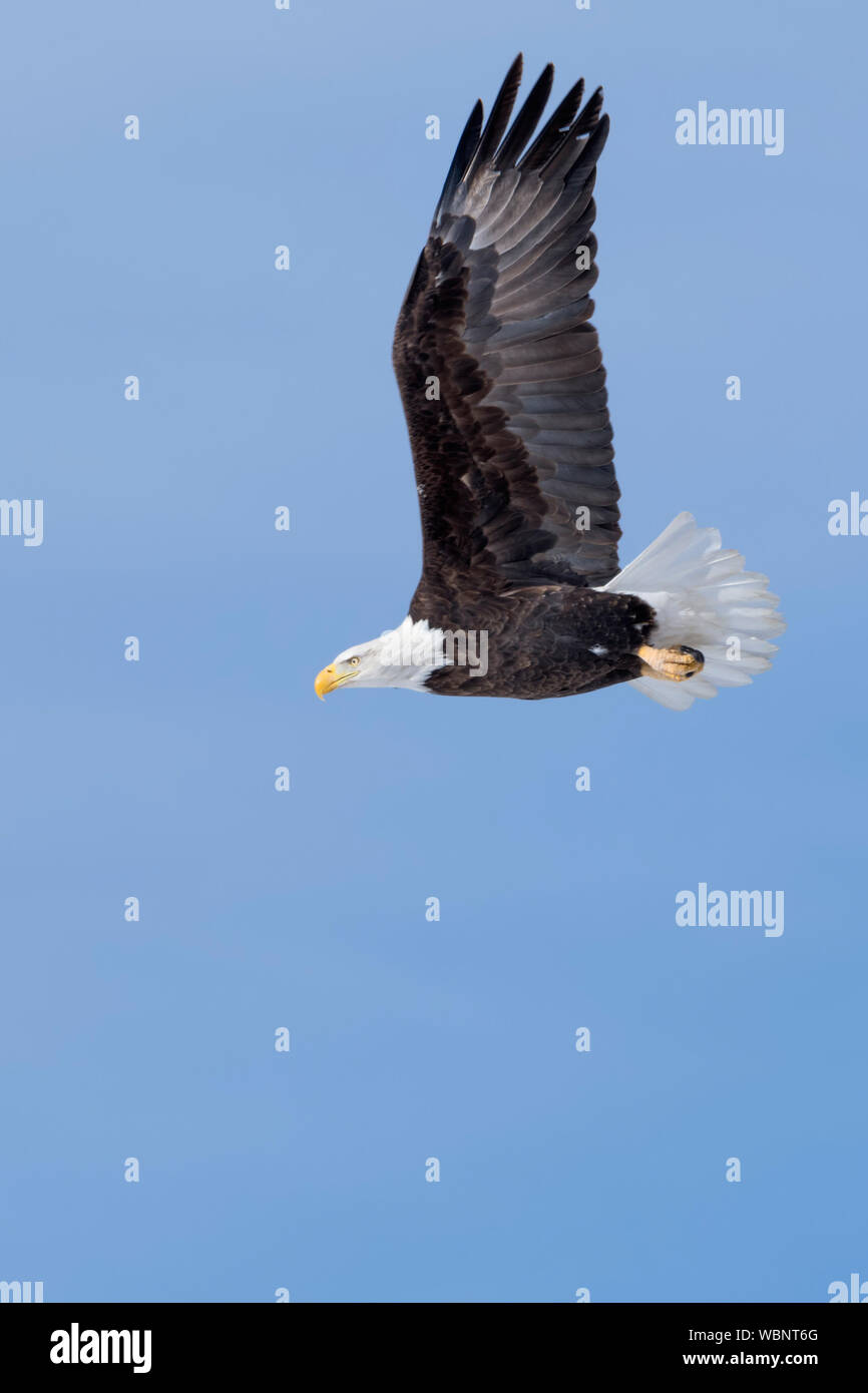 Der Weißkopfseeadler (Haliaeetus leucocephalus), im Flug, gegen den blauen Himmel gestreckten Flügeln, detaillierte Seitenansicht, Wildlife, Yellowstone, Montana, USA. Stockfoto