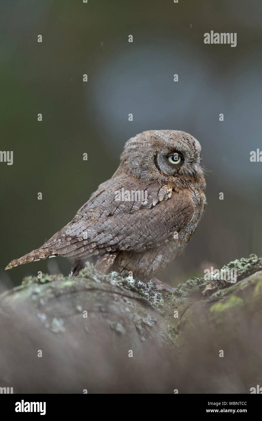 Eurasian Scops Owl (Otus scops), einer der kleinsten Eulen in Europa, thront auf einem gefallenen Baum, schauen für etwas Abstand, sieht süß aus. Stockfoto