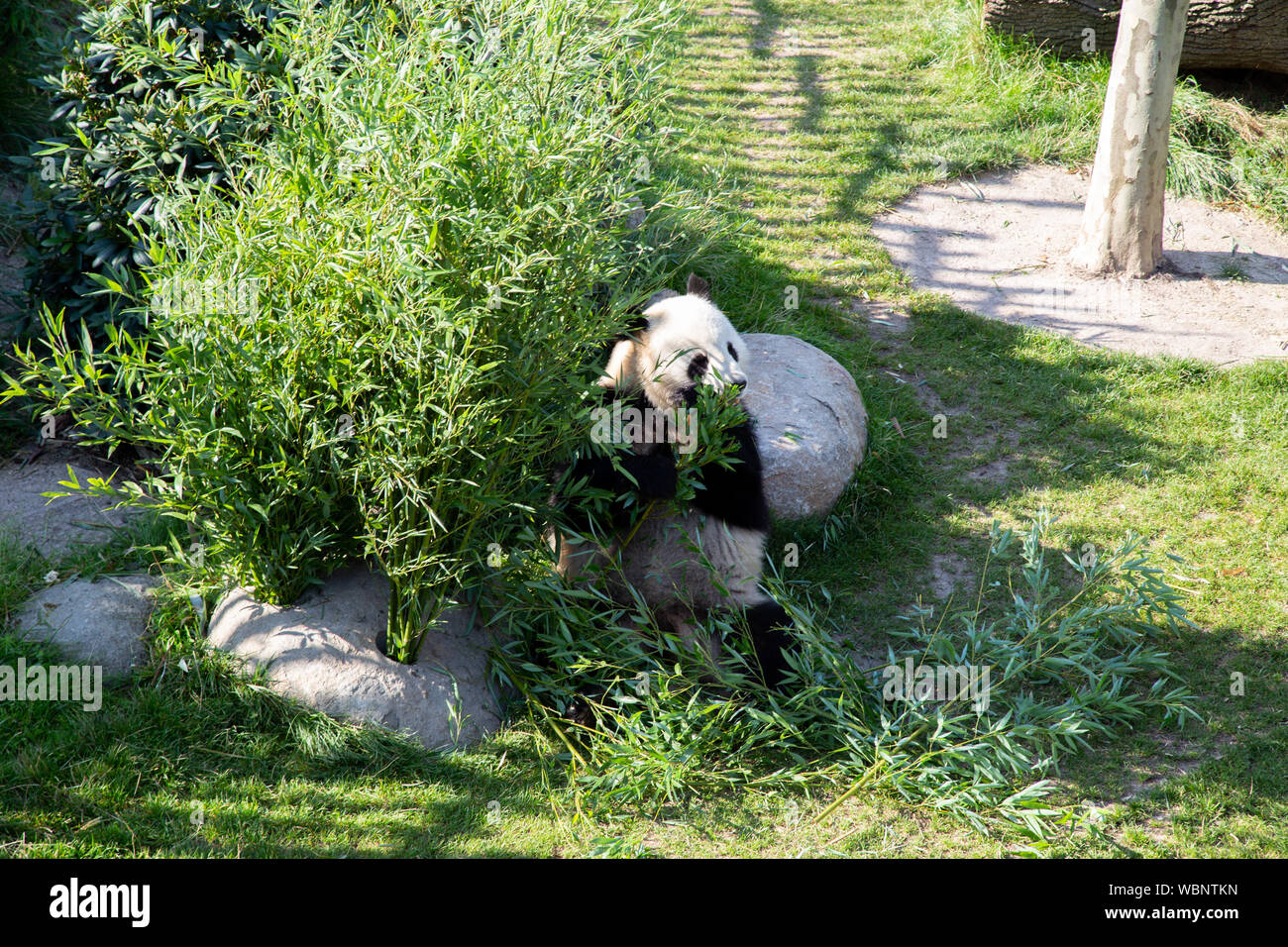 Panda in den Kopenhagener Zoo Stockfoto