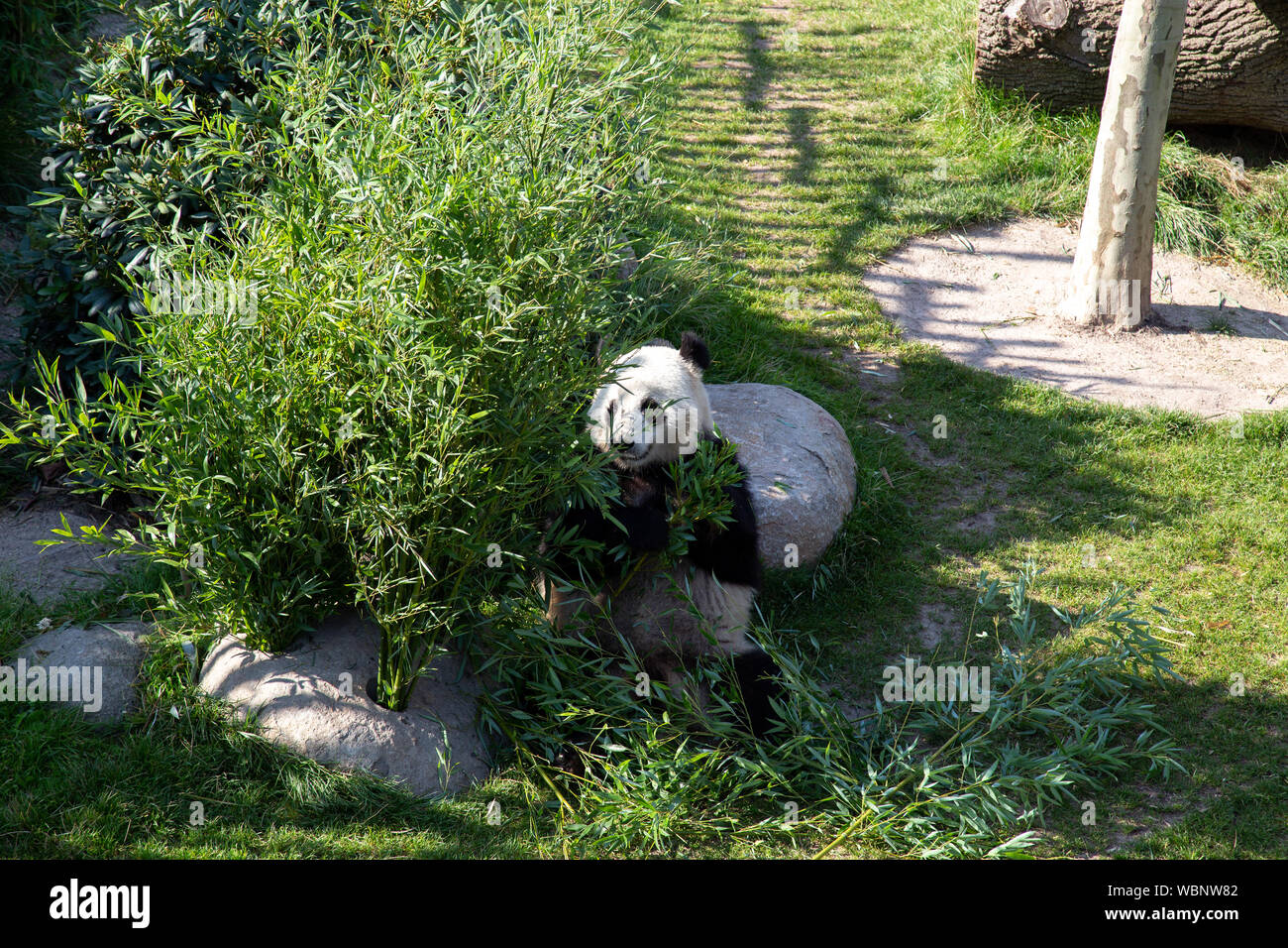 Panda in den Kopenhagener Zoo Stockfoto