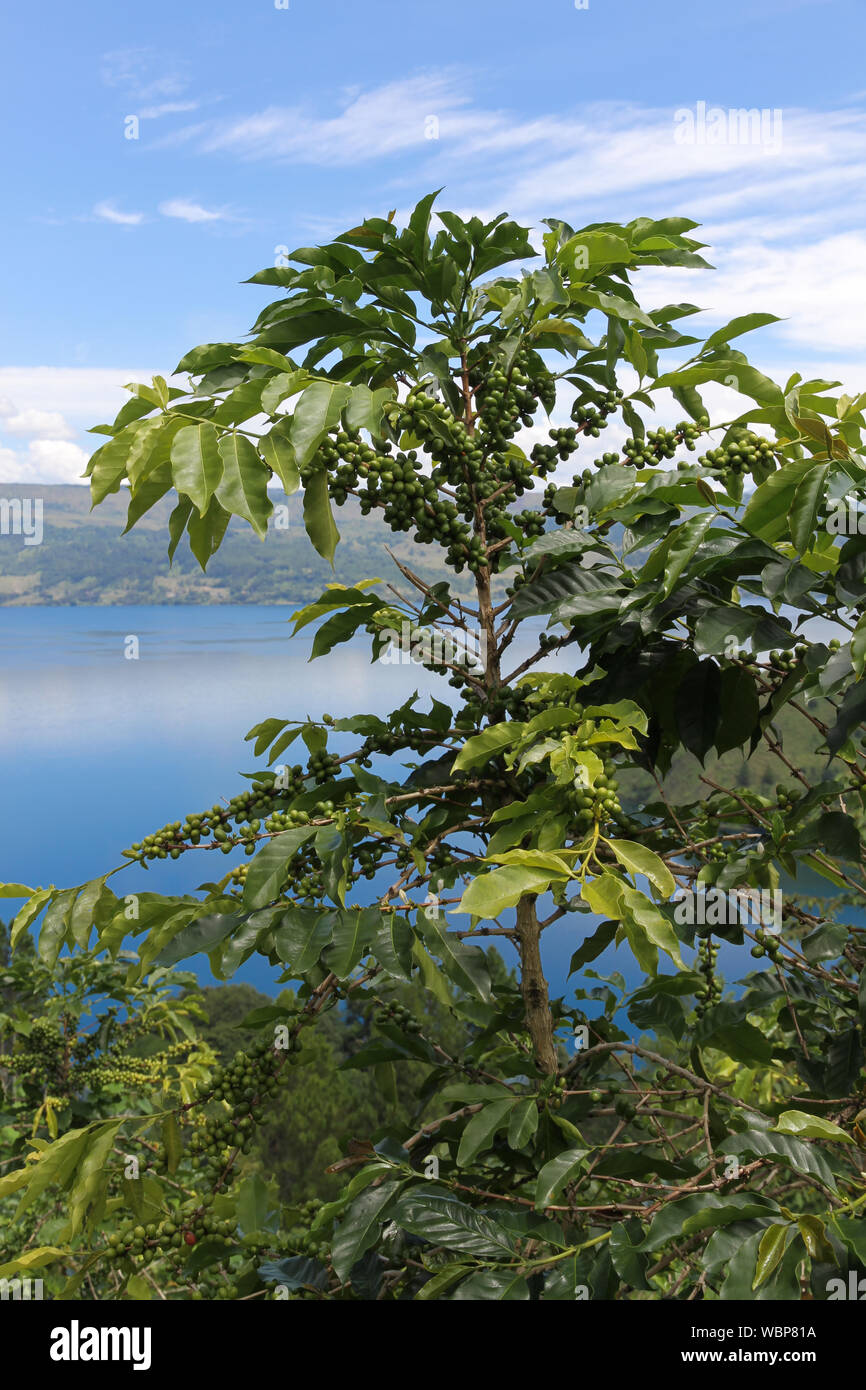 Kaffee Plantage am Hang mit Blick auf Lake Toba, Nord Sumatra, Indonesien. Stockfoto