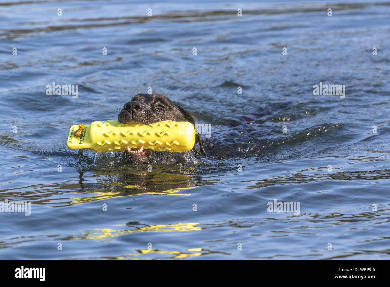 Ein schwarzer Labrador Retriever Schwimmen mit einem Dummy gundog in seinem Mund. Stockfoto