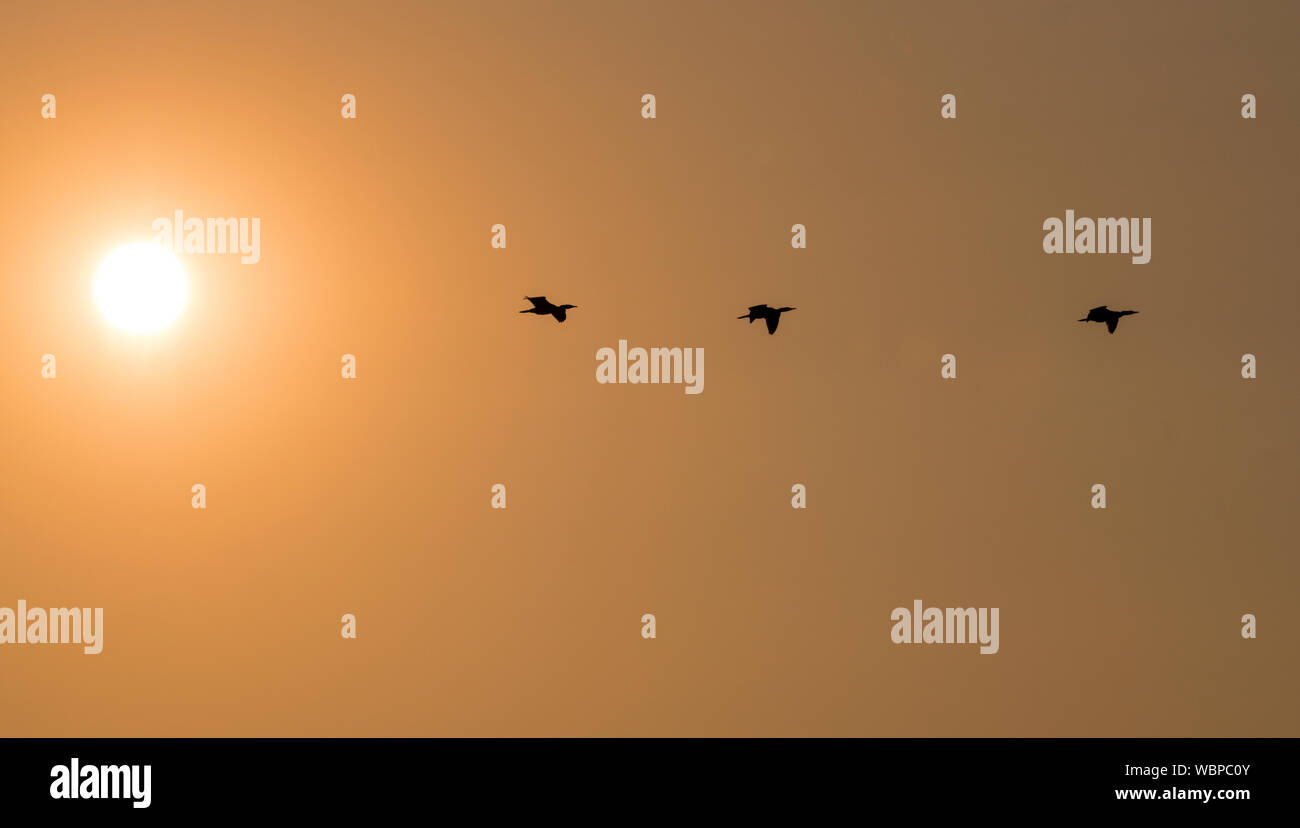 Drei Kormoran Vögel fliegen bei Sonnenuntergang mit der Sonne auf das Foto und Copyspace für Text links Stockfoto