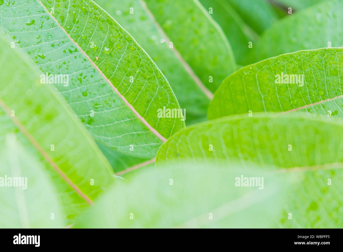 Grüne Blätter in Tropfen Tau, selektive konzentrieren. Lebendige grünen Farben der Pflanzen, frische, reine Natur Konzept Stockfoto