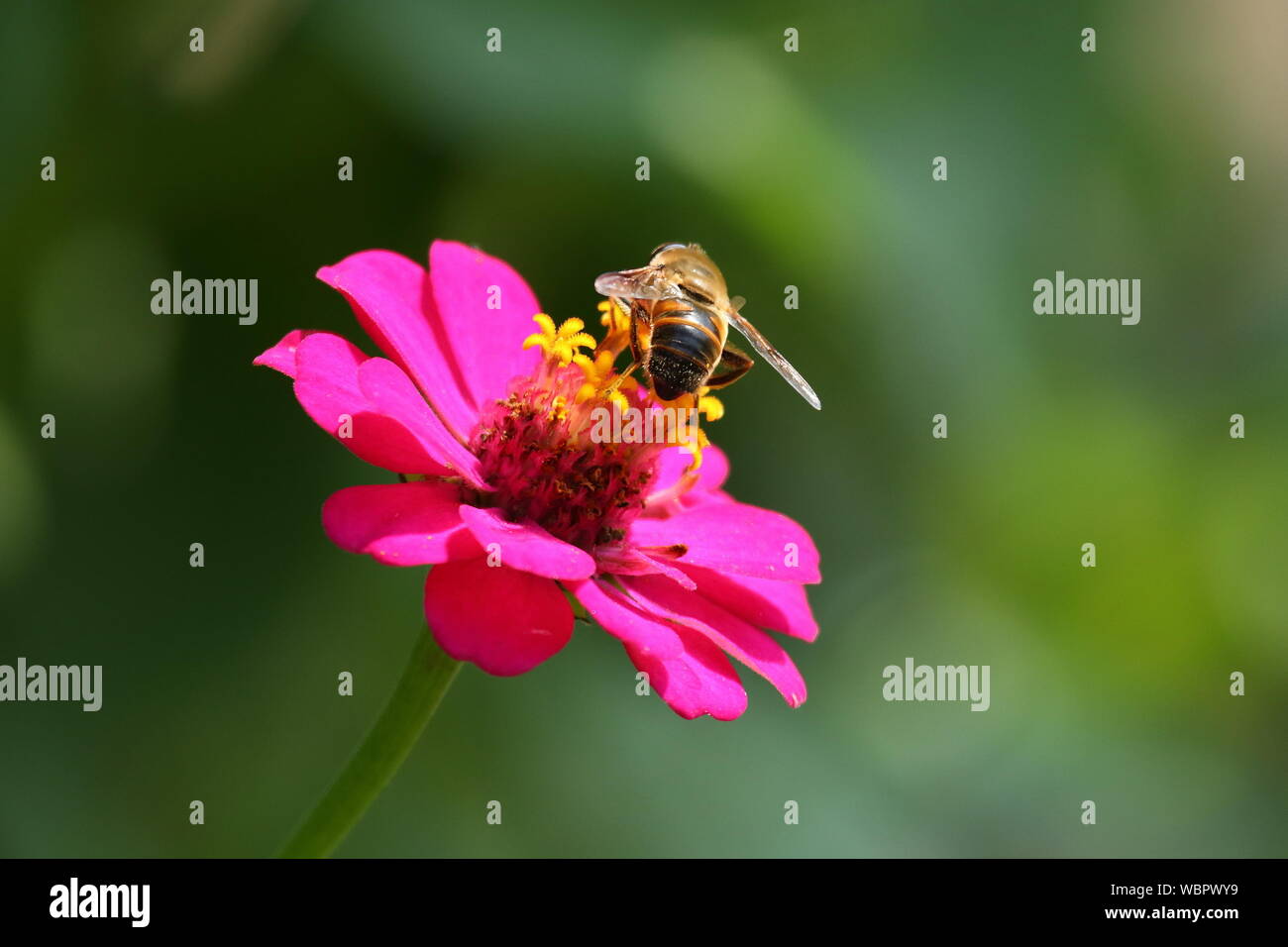 Biene auf Blume rosa Zinnia Stockfoto