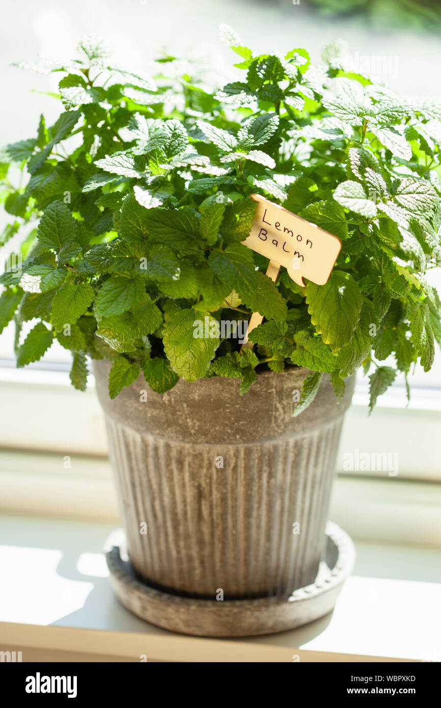 Zitronenmelisse (Melissa) Kruter im Blumentopf mit Namensschild an Fenster  Stockfotografie - Alamy