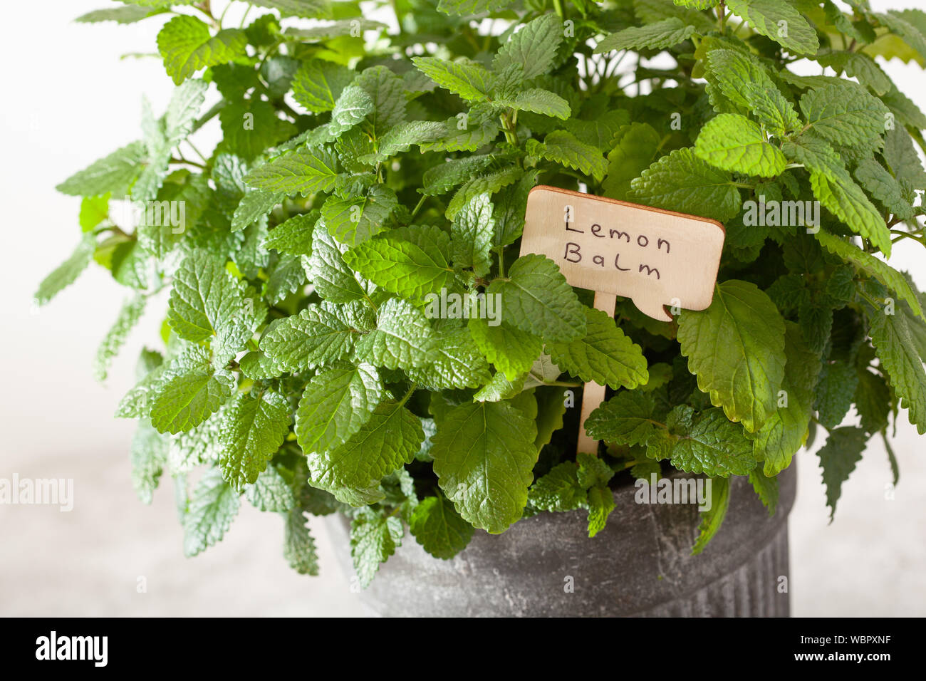 Zitronenmelisse (Melissa) Kräuter im Blumentopf mit Namensschild Stockfoto