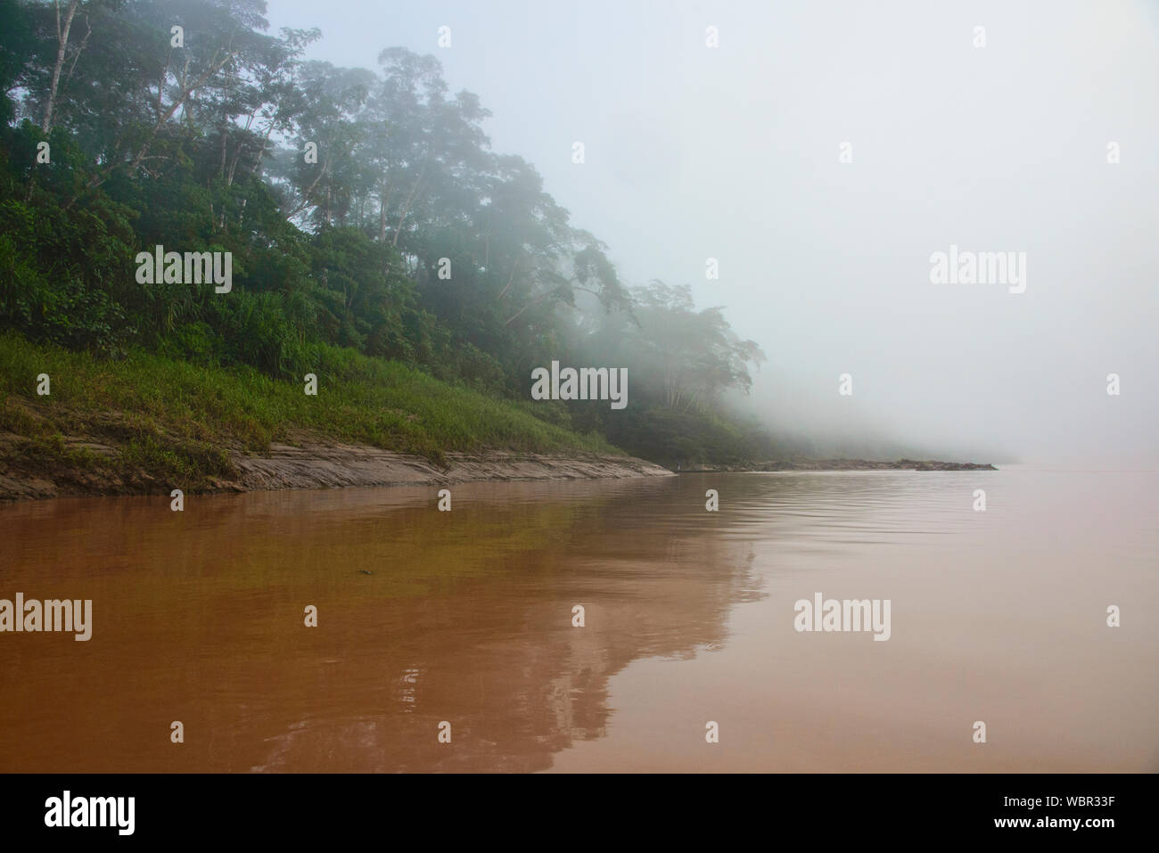 Der Urwald des Tambopata Reserve, peruanischen Amazonas Stockfoto