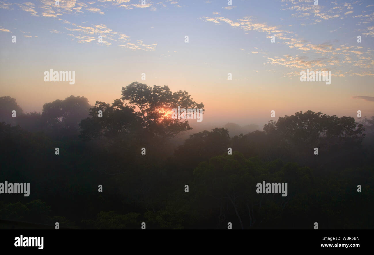 Riesige Brasilien Nuss und Dschungel Vordach im Morgennebel, Tambopata River Reserve, peruanischen Amazonas Stockfoto