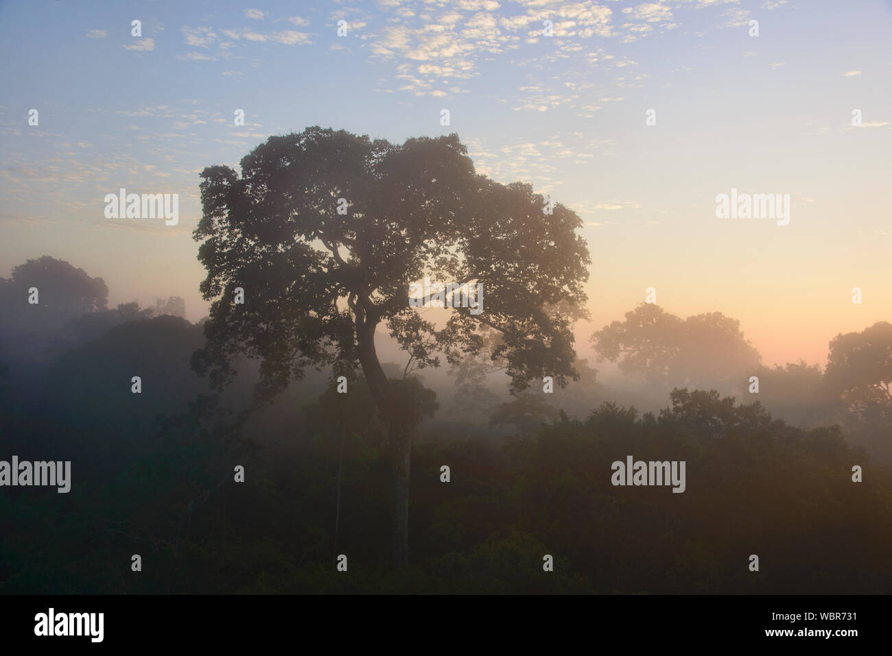 Riesige Brasilien Nuss und Dschungel Vordach im Morgennebel, Tambopata River Reserve, peruanischen Amazonas Stockfoto