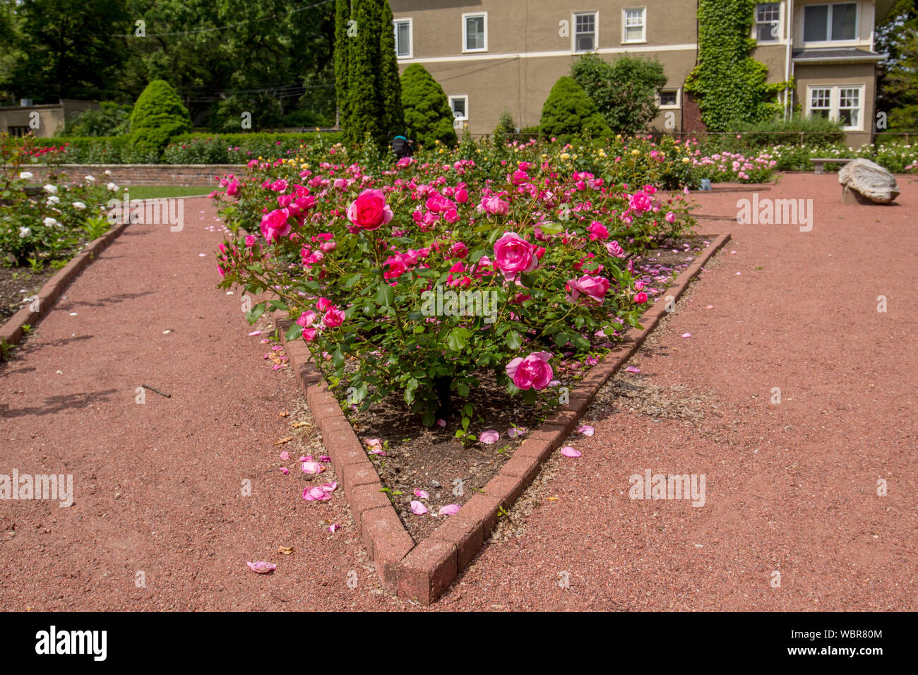 Rose Park Evanston Il Stockfoto