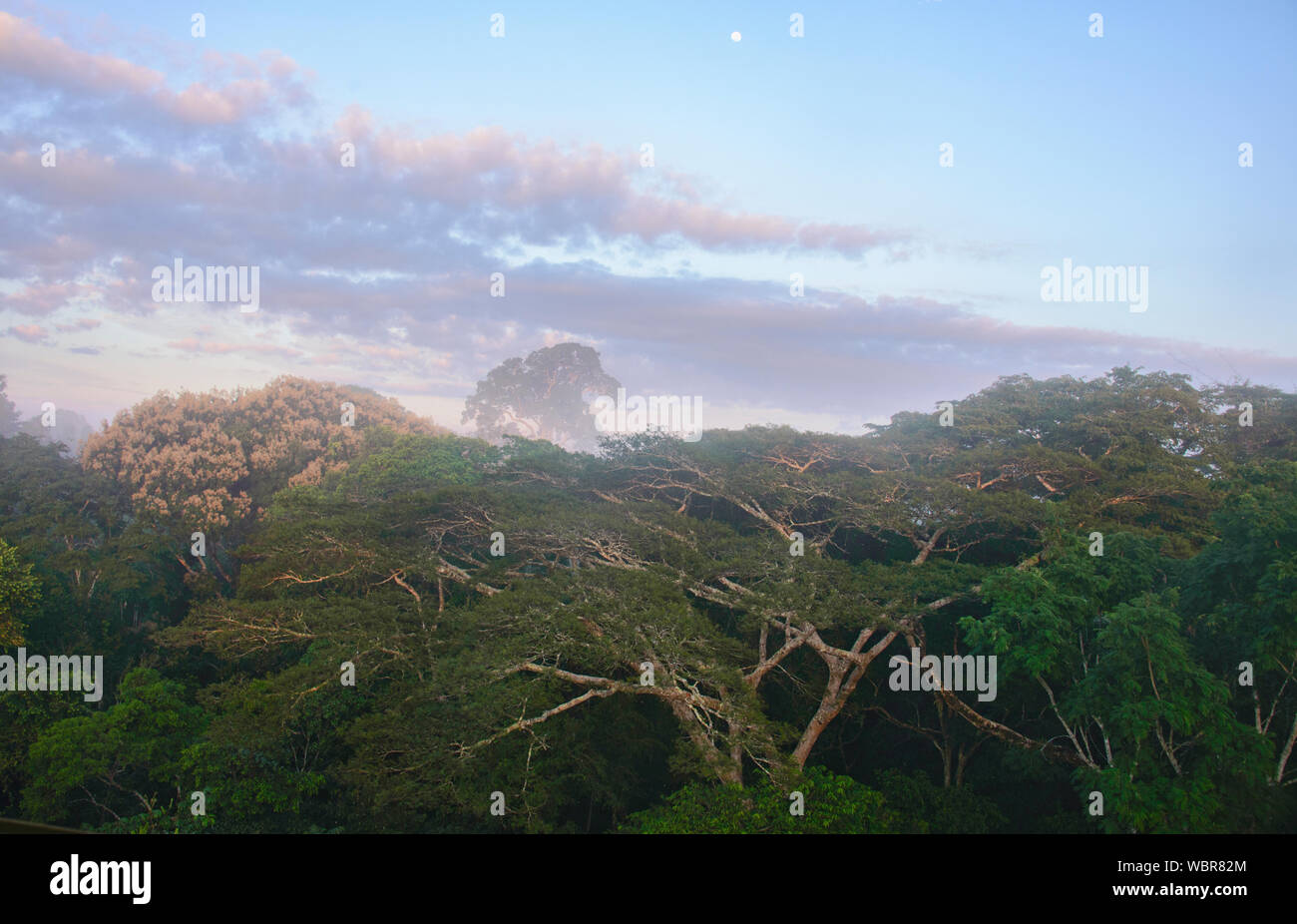 Blick auf den Dschungel Vordach bei Sonnenaufgang, Tambopata River Reserve, peruanischen Amazonas Stockfoto