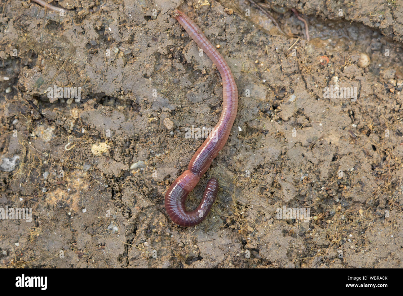 Ein Regenwurm über und unter der Erde im Garten Stockfotografie Alamy