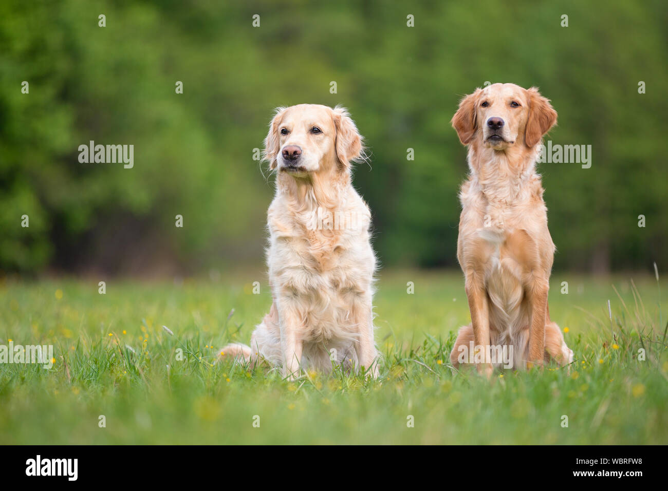 Zwei Golden Retriever Hunde brav sitzen Stockfoto