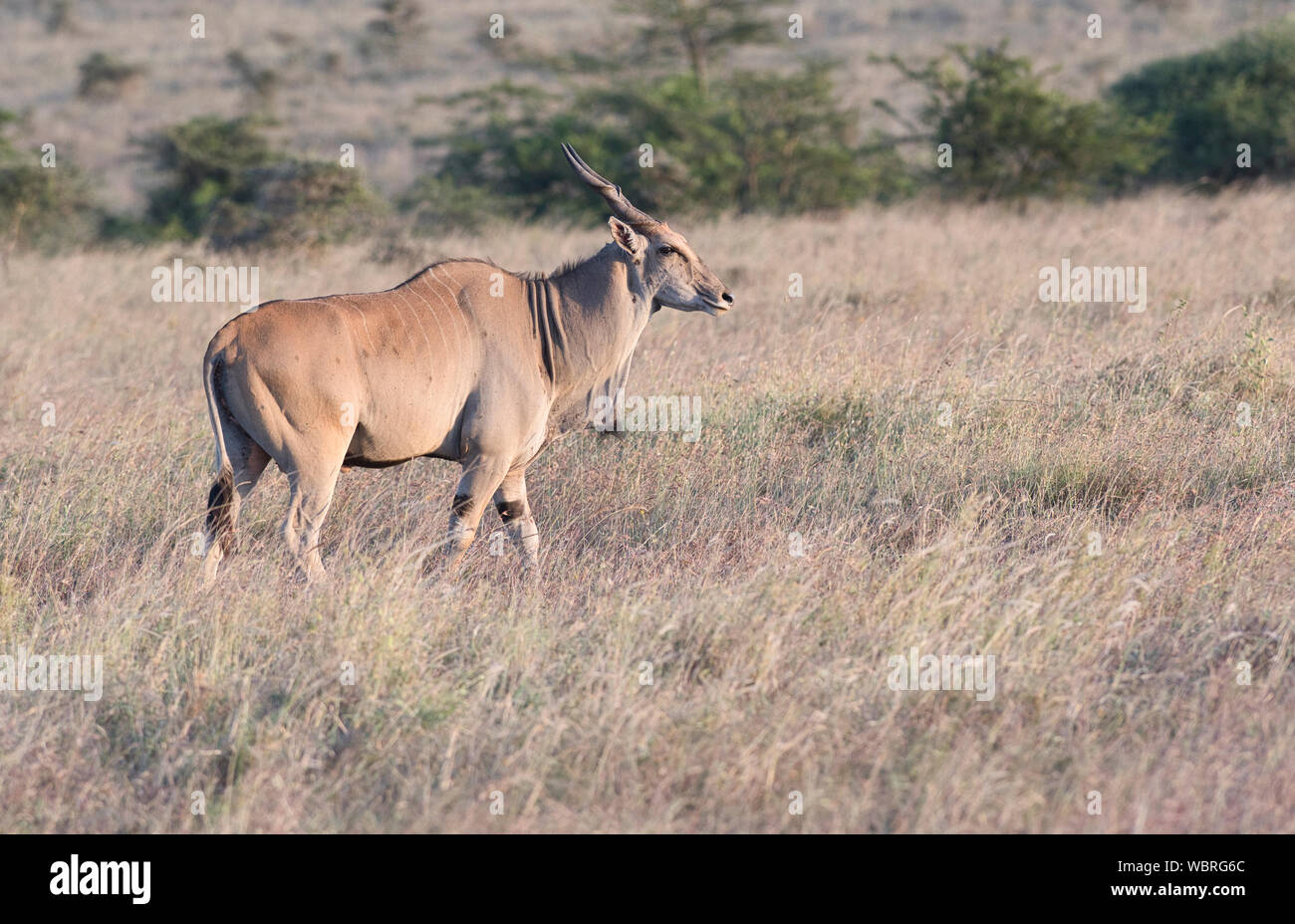 Elenantilope (taurotragus Oryx) in Nairobi National Park Stockfoto