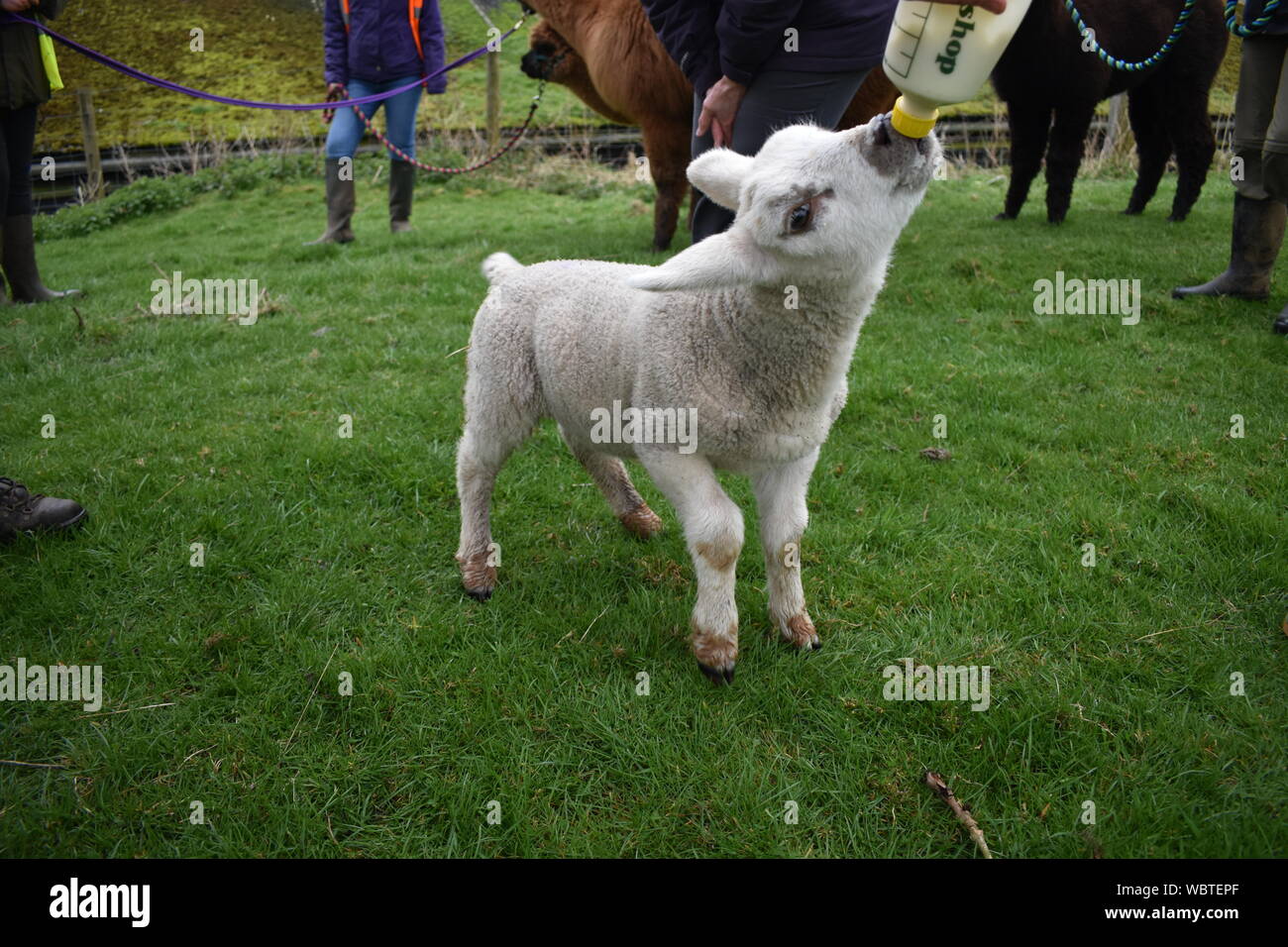 Junge Lamm gefüttert Milch aus der Flasche Stockfoto