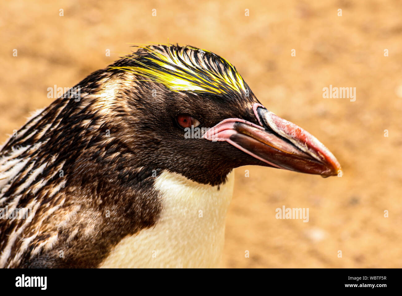 Makkaroni Pinguin bei 'Living Coasts" in Torquay, Denon, Großbritannien Stockfoto