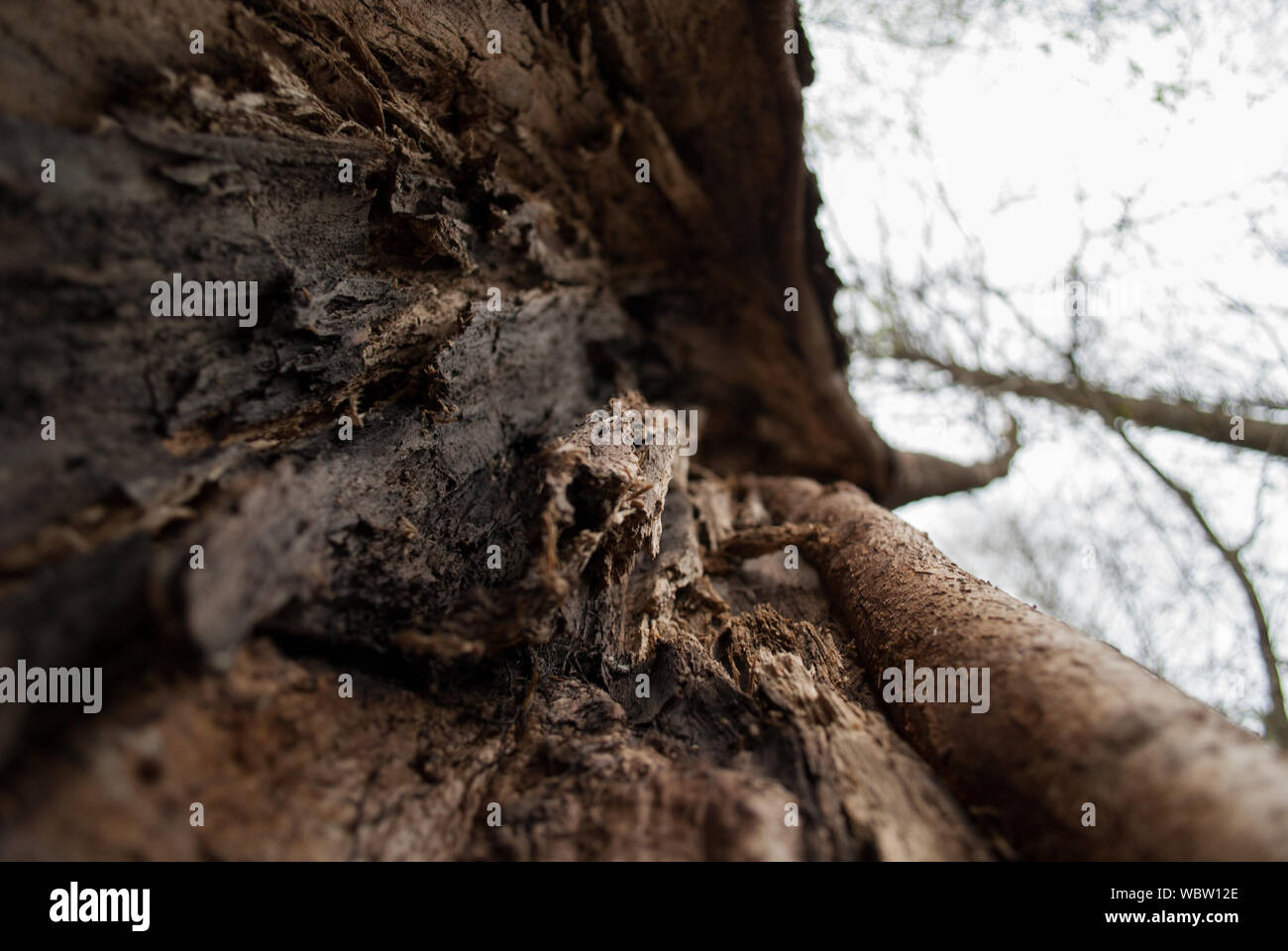 Im Inneren des Baumes Stockfoto