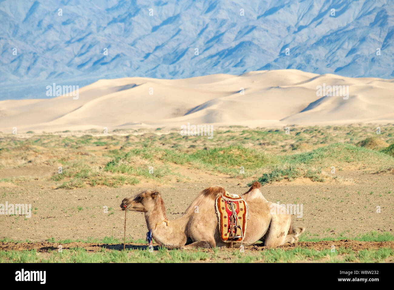 Die baktrischen Kamel ist ein native auf den Steppen Zentralasiens. Im Gegensatz zu den Single-Humped dromedar Kamel, Bactrian Camel hat zwei Höcker auf i Stockfoto