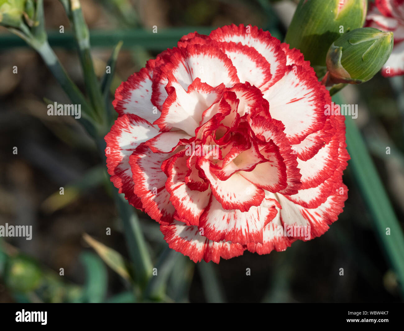 Eine Nahaufnahme von einer einzigen Blume der Spray Nelke Mini Charlie Stockfoto