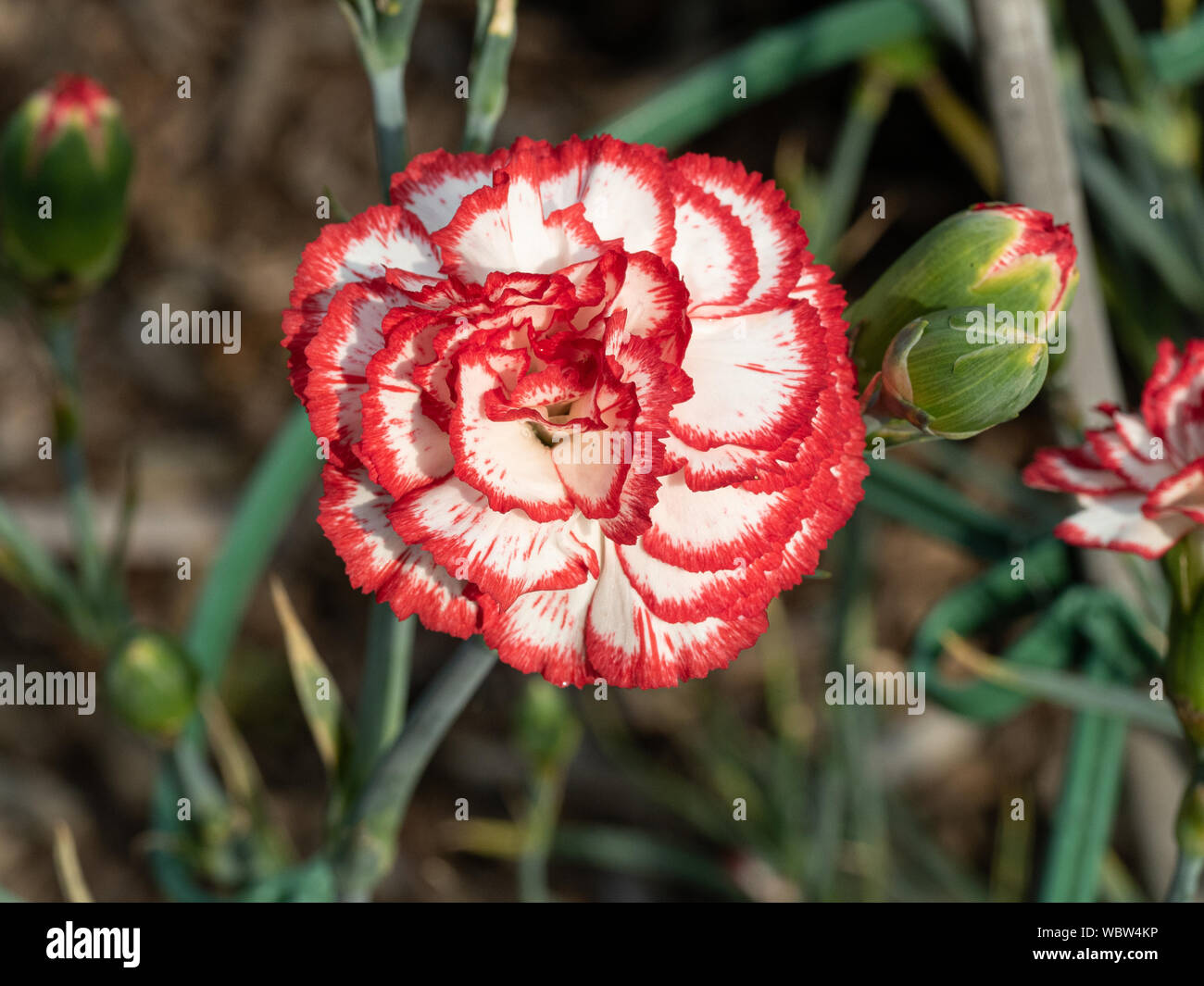 Eine Nahaufnahme von einer einzigen Blume der Spray Nelke Mini Charlie Stockfoto