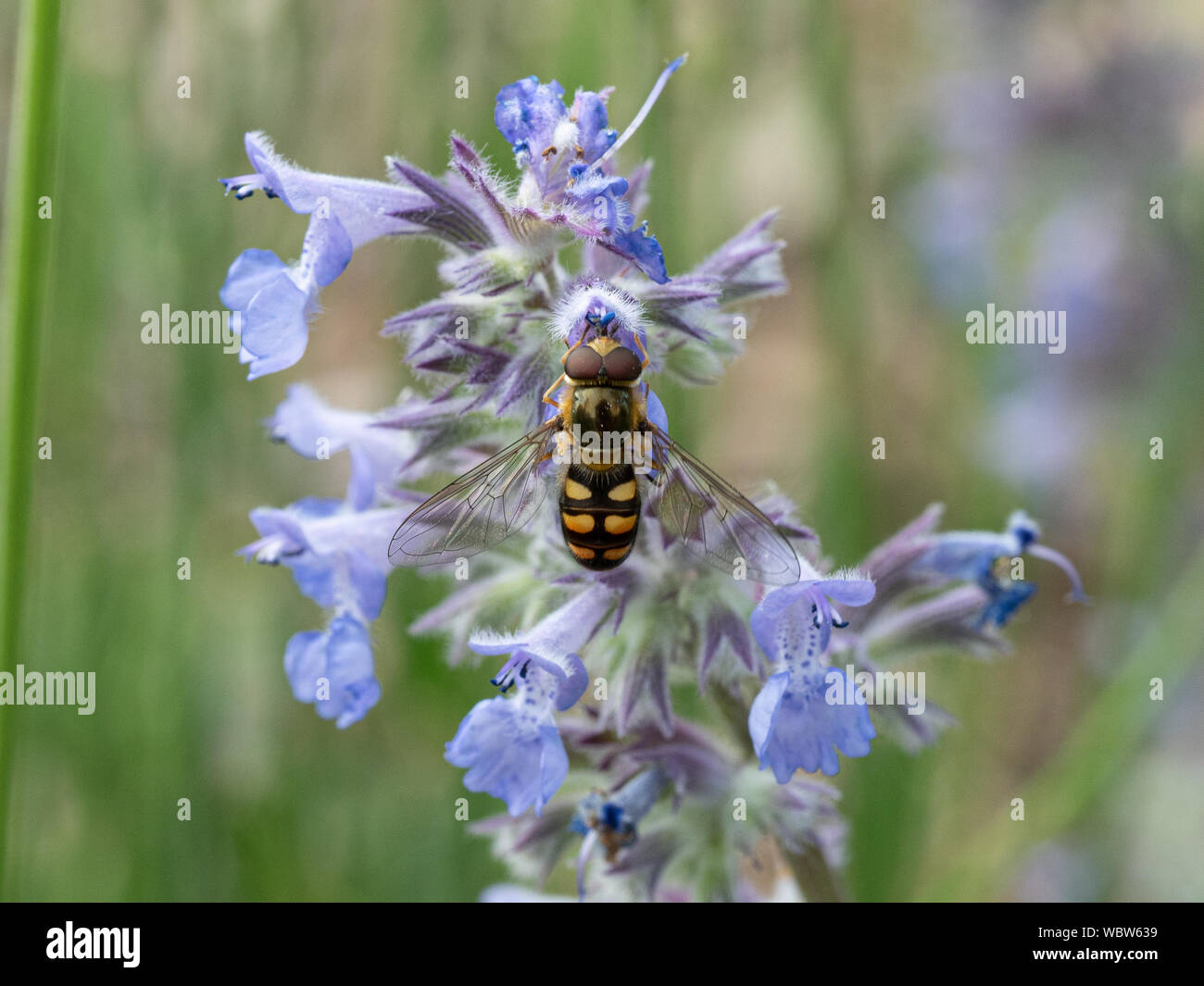 Ein Wanderarbeitnehmer Hoverfly - Eupeodes corolla Fütterung auf ein Catmint Blume Stockfoto