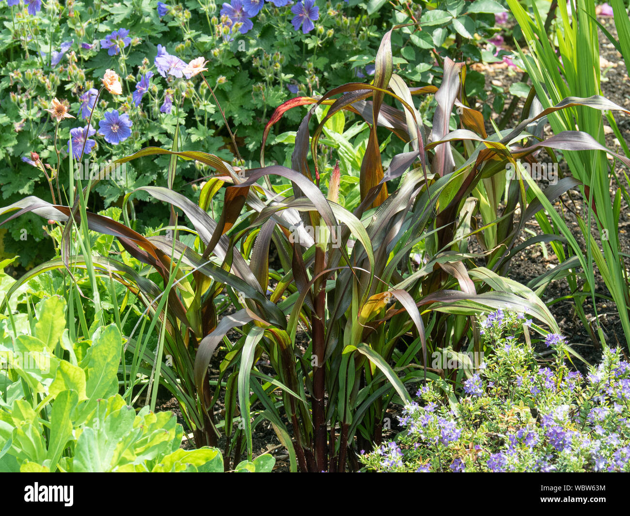 Die lila Laub von Pennisetum glaucum Purple Majesty Stockfoto