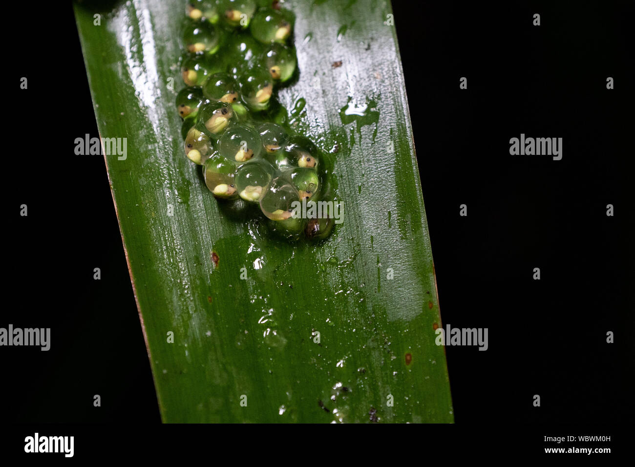 Frogspawn der rotäugigen Baumfrosch mit Kaulquappen Stockfoto