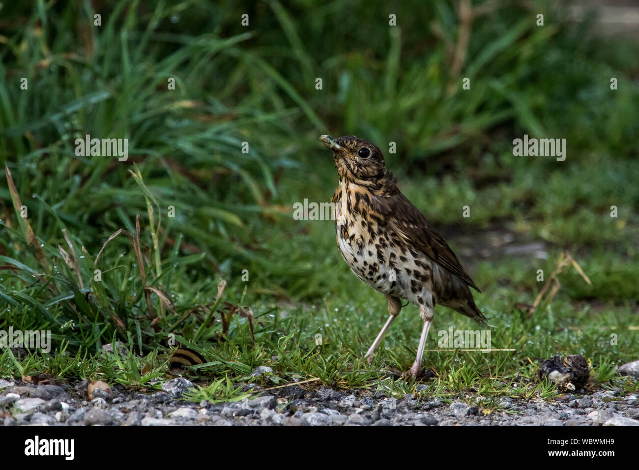 Singdrossel Stockfoto