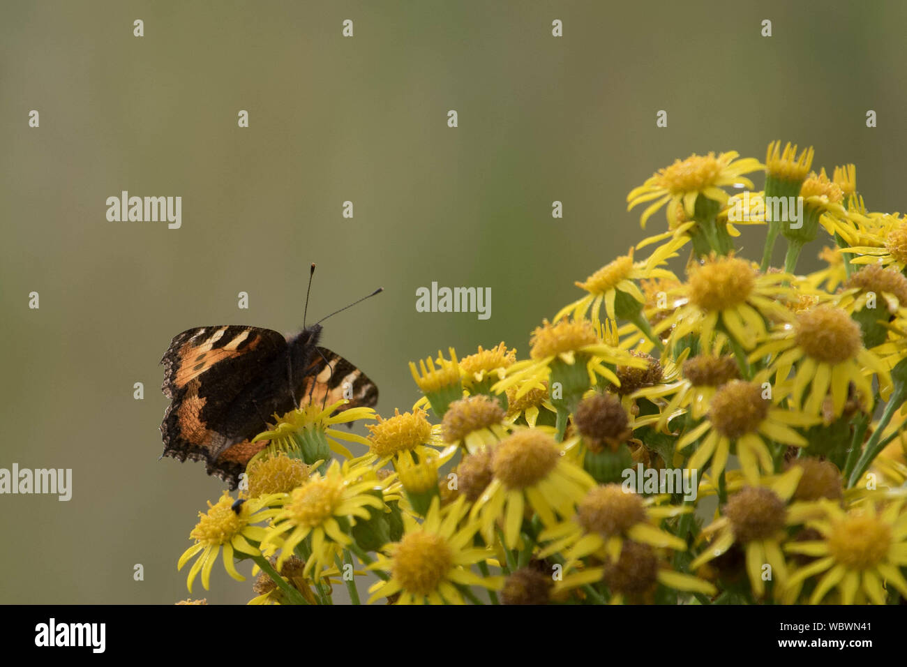 Kleiner Fuchs Schmetterling Stockfoto