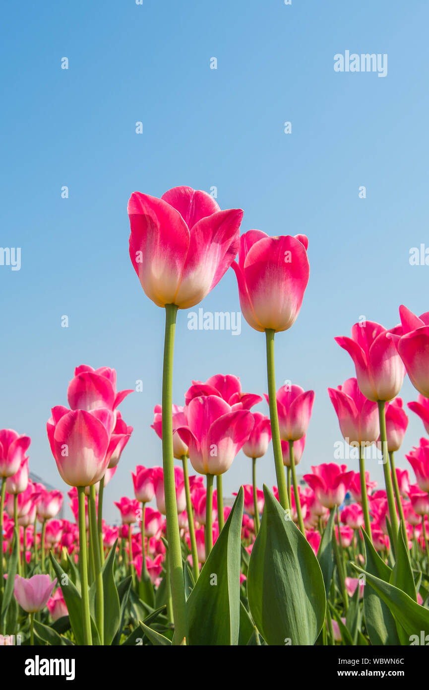 In der Nähe von Rosa Tulpen blühen gegen Sky Stockfoto
