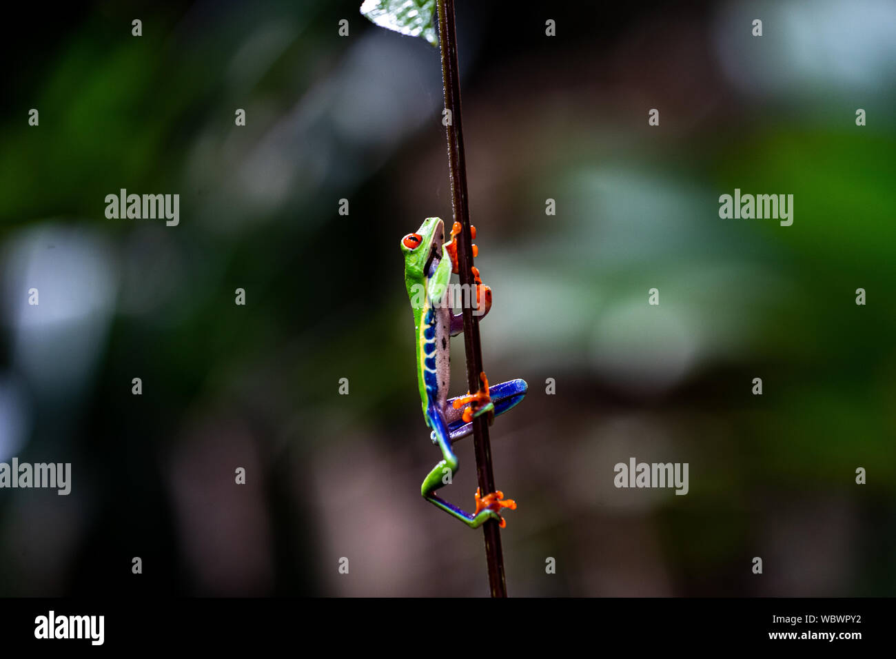 Rotäugigen Baumfrosch (Agalychnis Callidryas) im Regenwald von Costa Rica Stockfoto