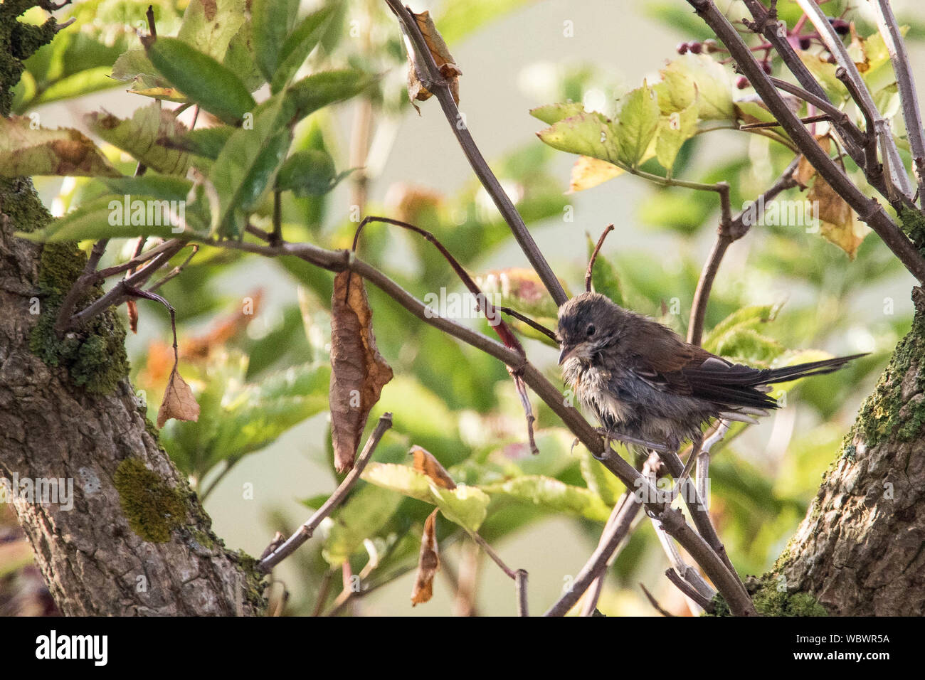 Whitethroat Stockfoto