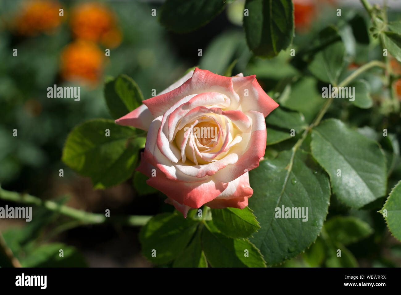 Tea Rose Bouquet Light Pink, Red Bud auf grünem Laub Hintergrund, isolierten Blume, horisontal Foto Stockfoto