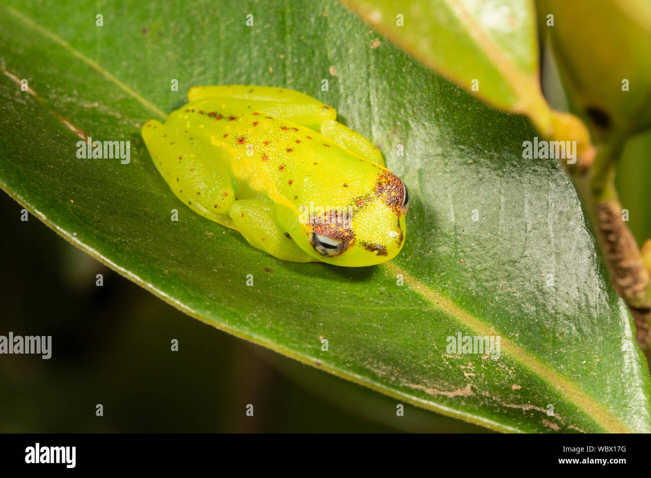 Boophis bottae, Ranomafana, Madagaskar. Familie Mantellidae. Stockfoto