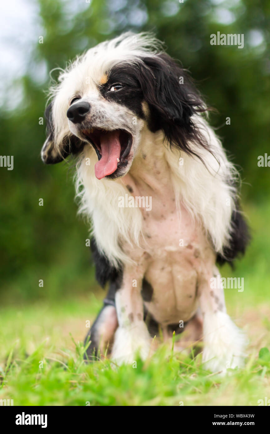 Chinesischer Schopfhund haarlose Gähnen und Sitzen im Freien Stockfoto