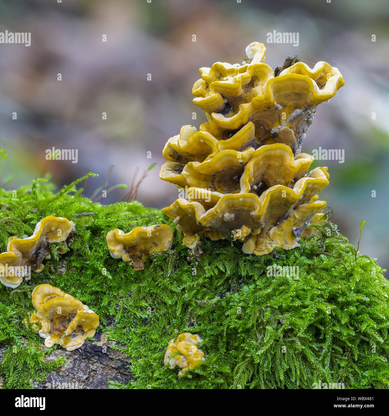 Kleine Halterung Pilz, Art unbekannt, wachsen auf Verrottenden eiche Ast, Wälder, Bigsweir Cadora, Gloucestershire. Stockfoto