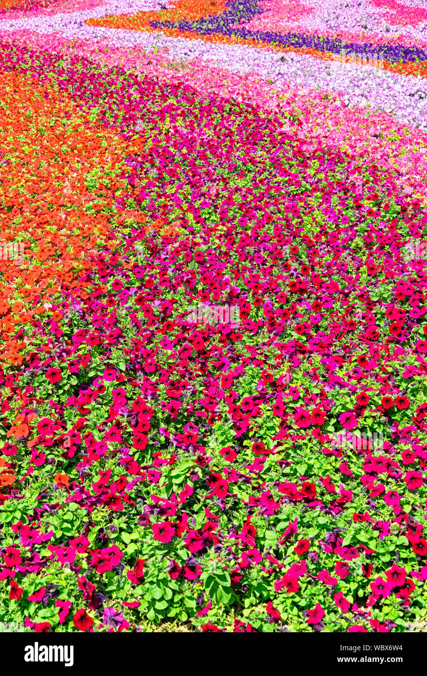 Blühende Feld der bunten lebendigen Blumen Stockfoto