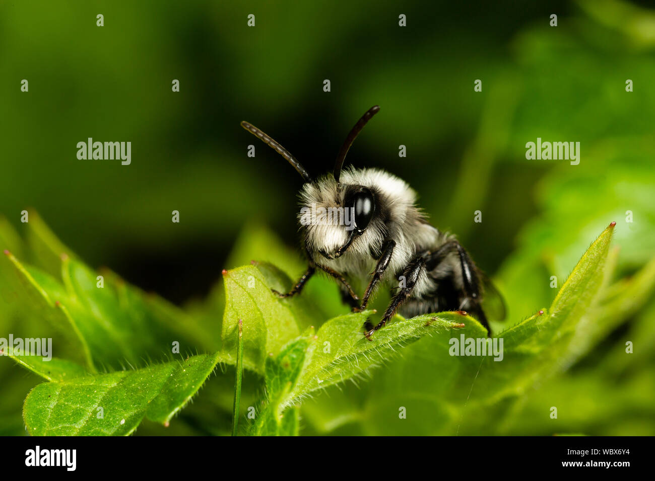 Ashy Bergbau Biene, Andrena Zinerarie, Monmouthshire, April. Familie Andrenidae Stockfoto