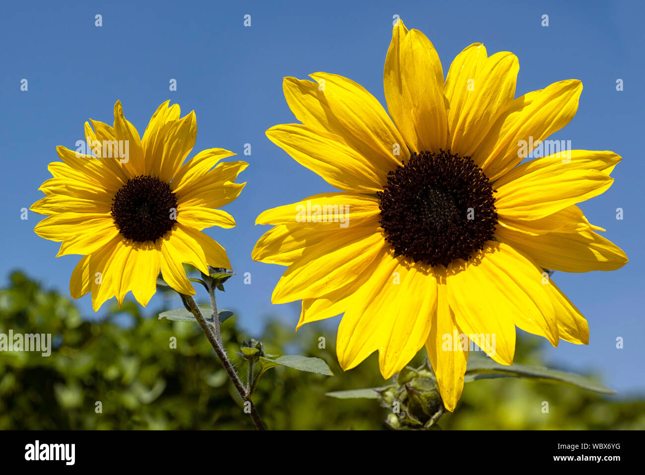 Zwei schöne Sonnenblumen in das Feld im Sommer Stockfoto