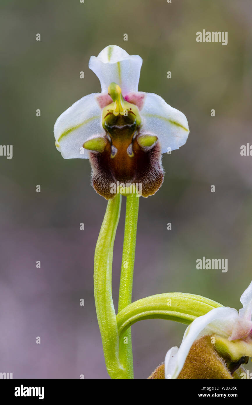 Ophrys levantina, Zypern, März Stockfoto