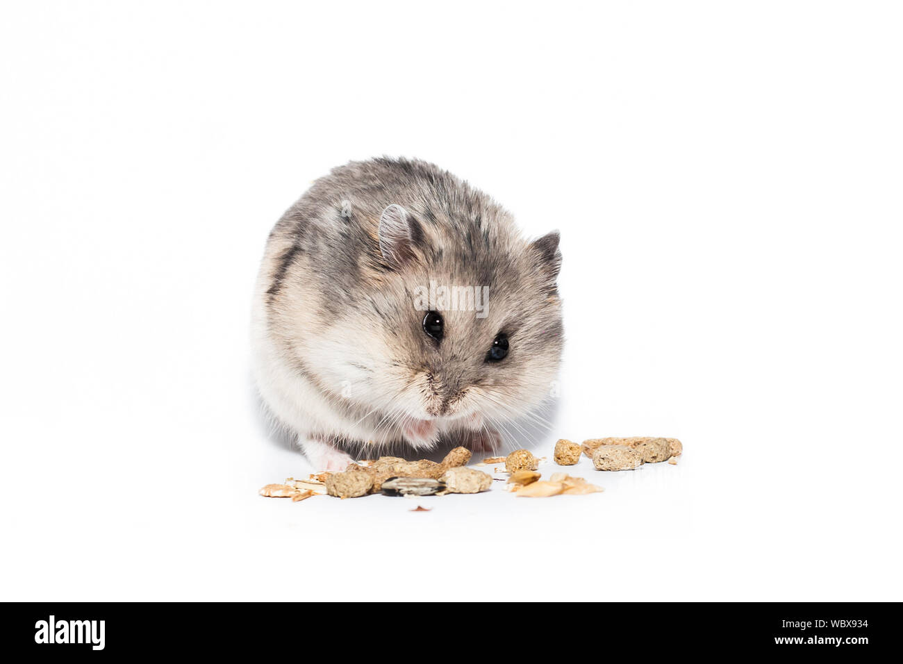 dwarf hamster eating