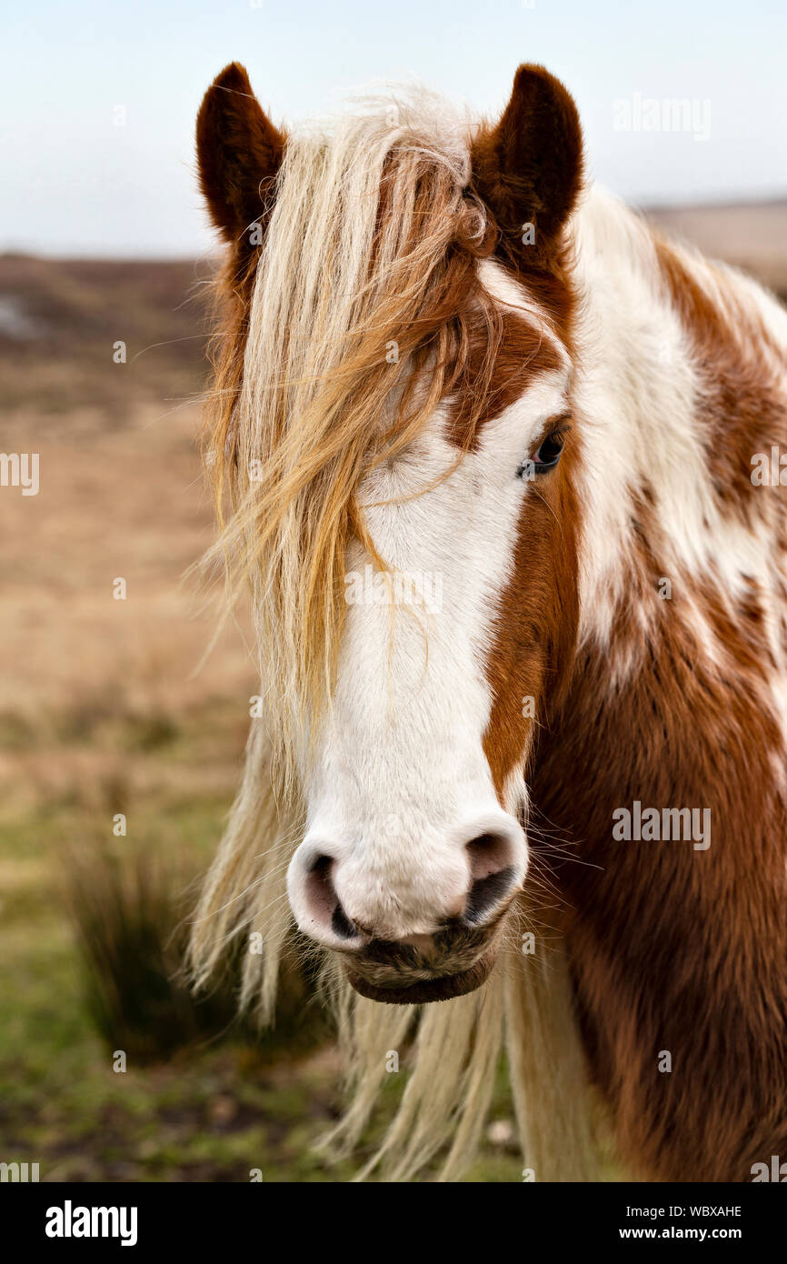 Wild Welsh Mountain Pony, Schwarze Berge, Powys, Wales Stockfoto