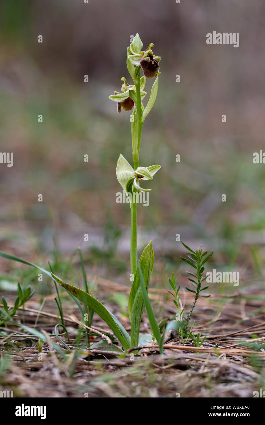 Levant Orchidee, Ophrys levantina, westlichen Zypern Stockfoto