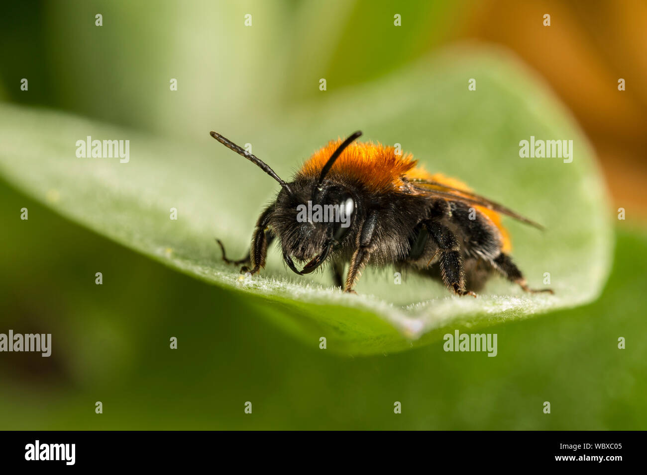 Tawny Bergbau Biene, Andrena fulva (weiblich), Catbrook, Monmouthshire, Wales, April. Familie Andrenidae Stockfoto
